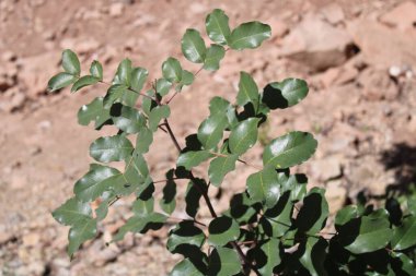 Carob, Algaroba, St. John's bread, Locust bean, Caroubier silique, Figuier d'Egypte - Ceratonia siliqua - Fabaceae, Fabaces 