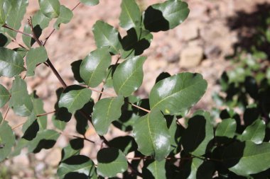 Carob, Algaroba, St. John's bread, Locust bean, Caroubier silique, Figuier d'Egypte - Ceratonia siliqua - Fabaceae, Fabaces 