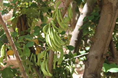 Carob, Algaroba, St. John's bread, Locust bean, Caroubier silique, Figuier d'Egypte - Ceratonia siliqua - Fabaceae, Fabaces 