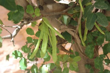 Carob, Algaroba, St. John's bread, Locust bean, Caroubier silique, Figuier d'Egypte - Ceratonia siliqua - Fabaceae, Fabaces 