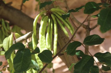 Carob, Algaroba, St. John's bread, Locust bean, Caroubier silique, Figuier d'Egypte - Ceratonia siliqua - Fabaceae, Fabaces 