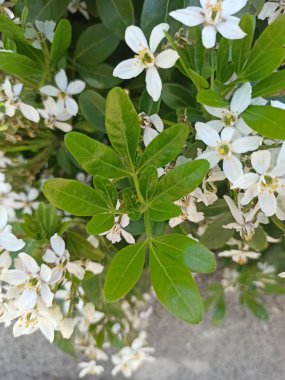 Mexican orange, Oranger du Mexique - Choisya Ternata - Rutaces, Rutaceae