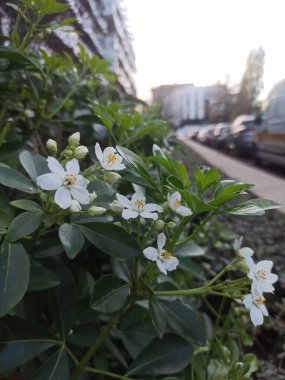 Mexican orange, Oranger du Mexique - Choisya Ternata - Rutaces, Rutaceae