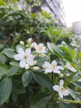 Mexican orange, Oranger du Mexique - Choisya Ternata - Rutaces, Rutaceae