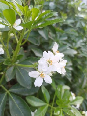 Mexican orange, Oranger du Mexique - Choisya Ternata - Rutaces, Rutaceae