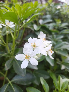 Mexican orange, Oranger du Mexique - Choisya Ternata - Rutaces, Rutaceae