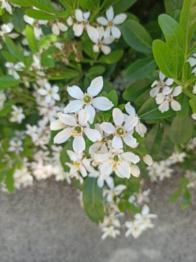Mexican orange, Oranger du Mexique - Choisya Ternata - Rutaces, Rutaceae