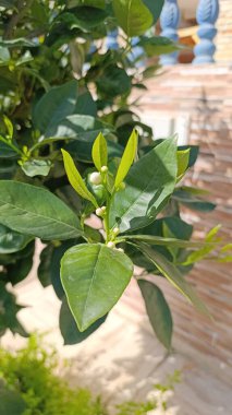 Ekşi portakal, acı portakal, Bigarade, Mandarinier, Bigaradier, Oranger amer - Citrus aurantium - Rutaceae, Rutaces