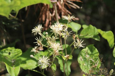 Yaşlı adamın sakalı, Kokulu Clemati, Gezginlerin neşesi, Graybeard, Clmatite des haies, Clmatite vigne blanche, Herbe aux gueux - Clematis vitalba - Renonculaces, Ranunculaceae