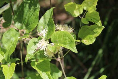 Yaşlı adamın sakalı, Kokulu Clemati, Gezginlerin neşesi, Graybeard, Clmatite des haies, Clmatite vigne blanche, Herbe aux gueux - Clematis vitalba - Renonculaces, Ranunculaceae