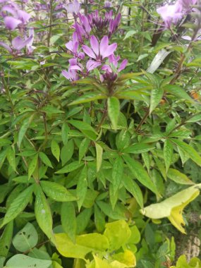 Örümcek çiçeği, örümcek çiçeği, pembe kraliçe, Clome feuilles de chanvre - Cleome houtteana - Cleomaceae, Clomaceae