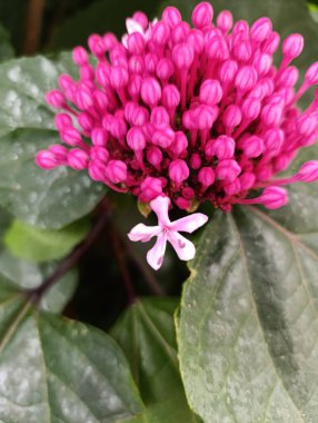 Clerodendrum Bungei - Gül Glory Flower - Clrodendron ftide, Clrodendron de Bunge - Lamiaceae - Lamiaces