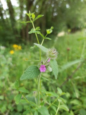 Wild Basil, Clinopodium vulgare, Clinopode com, Sariette Commune, le Grand Basilic - Clinopodium vulgare - Lamiaces, Lamiaceae