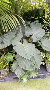 Vahşi taro, Fil Kulağı, Oreille d 'lphant, Songe des Carabe, Chou de chine - Colocasia esculenta - Araceae, Araces