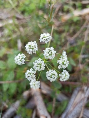 Pignut, Conopode - Conopodium Majus - Apiaceae