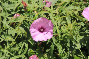 Mallow, Bindweed, Pembe Çan Çiçeği, Hollyhock bağotu, Liseron fausse guimauve, Liseron de Provence - Convolvulus althaeoides - Convolvulaceae, Convolvulaceae, Convolvulaces