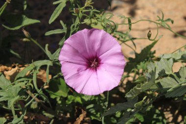 Mallow, Bindweed, Pembe Çan Çiçeği, Hollyhock bağotu, Liseron fausse guimauve, Liseron de Provence - Convolvulus althaeoides - Convolvulaceae, Convolvulaceae, Convolvulaces