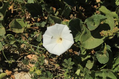 Fas beyaz bindotu, Liseron blanc marocain, Enredadera blanca marroqu - Convolvulus glaouorum, Convolvulus pitardii var. glaouorum - Convolvulaceae