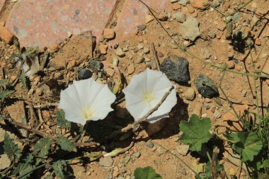 Fas beyaz bindotu, Liseron blanc marocain, Enredadera blanca marroqu - Convolvulus glaouorum, Convolvulus pitardii var. glaouorum - Convolvulaceae