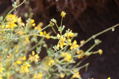 Pichchi Babbera, Rush like scorpion vetch, Coronille  tige de jonc, Coronille  branches de jonc, Coronille jonciforme, Coronille  allure de Jonc - Coronilla juncea - Fabaceae, Fabaces