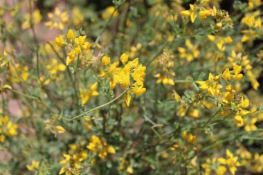 Pichchi Babbera, Rush like scorpion vetch, Coronille  tige de jonc, Coronille  branches de jonc, Coronille jonciforme, Coronille  allure de Jonc - Coronilla juncea - Fabaceae, Fabaces
