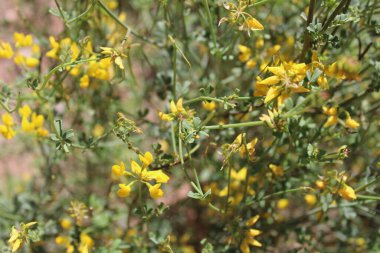 Pichchi Babbera, Rush like scorpion vetch, Coronille  tige de jonc, Coronille  branches de jonc, Coronille jonciforme, Coronille  allure de Jonc - Coronilla juncea - Fabaceae, Fabaces