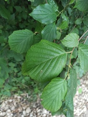 Hazel, Noisetier com, Coudrier - Corylus avellana - Betulaceae, Btulaces