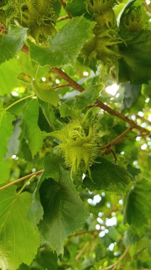 Corylus Colurna - Noisetier de Byzance, Coudrier du Levant, Noisetier de Turquie - Turkish hazel, Turkish filbert - Betulaceae - Betulaces