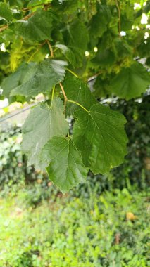 Corylus Colurna - Noisetier de Byzance, Coudrier du Levant, Noisetier de Turquie - Turkish hazel, Turkish filbert - Betulaceae - Betulaces