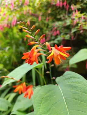 Crocosmia Aurea - Toiles filantes, fleur de la Saint-Valentin, montbretia, oiseaux du paradis anglique - Kayan yıldızlar - iridaces - iridaceae