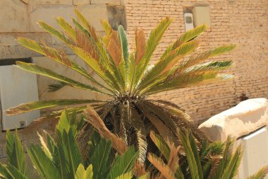 Sago palm, Sago Cycad, Fern Palm, Sotesu nut, Japanischer Palmfarn, Falsche Sagopalme, Cycas du Japon, Sagou du Japon, Palma del sago giapponese - Cycas revoluta - Cycadaceae