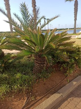 Sago palm, Sago Cycad, Fern Palm, Sotesu nut, Japanischer Palmfarn, Falsche Sagopalme, Cycas du Japon, Sagou du Japon, Palma del sago giapponese - Cycas revoluta - Cycadaceae