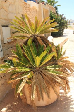 Sago palm, Sago Cycad, Fern Palm, Sotesu nut, Japanischer Palmfarn, Falsche Sagopalme, Cycas du Japon, Sagou du Japon, Palma del sago giapponese - Cycas revoluta - Cycadaceae