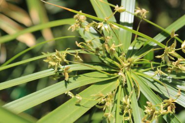 Şemsiye sedge, False Papyrus, Alternatif sol Cyperus, Kıbrıs feilles alternes, Plante ombrelle, Wechselblttriges Zypergras, Falso papiro, Cpero de jardim - Cyperus alternifolius - Cyperaceae