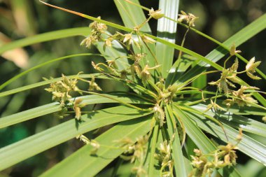 Şemsiye sedge, False Papyrus, Alternatif sol Cyperus, Kıbrıs feilles alternes, Plante ombrelle, Wechselblttriges Zypergras, Falso papiro, Cpero de jardim - Cyperus alternifolius - Cyperaceae
