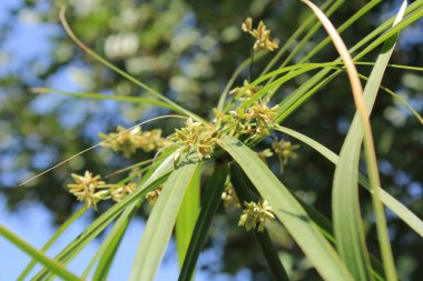 Şemsiye sedge, False Papyrus, Alternatif sol Cyperus, Kıbrıs feilles alternes, Plante ombrelle, Wechselblttriges Zypergras, Falso papiro, Cpero de jardim - Cyperus alternifolius - Cyperaceae