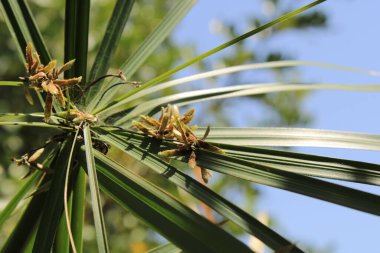 Şemsiye sedge, False Papyrus, Alternatif sol Cyperus, Kıbrıs feilles alternes, Plante ombrelle, Wechselblttriges Zypergras, Falso papiro, Cpero de jardim - Cyperus alternifolius - Cyperaceae