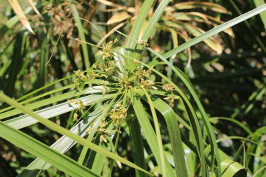 Şemsiye sedge, False Papyrus, Alternatif sol Cyperus, Kıbrıs feilles alternes, Plante ombrelle, Wechselblttriges Zypergras, Falso papiro, Cpero de jardim - Cyperus alternifolius - Cyperaceae