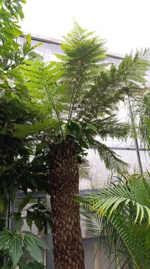 Avustralya ağaç eğreltiotu, Tazmanya Ağacı eğreltiotu, Fougre ağaçevi, Dicksonie des antipodes, Dicksonia antarctique - Dicksoniaceae, Dicksoniaces