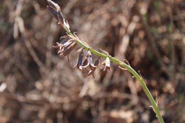 Kahverengi Bluebell, Dipcadi tardif, Jacinthe tardif, Uroptale tardif, Jacinto Leonado, Giacinto provenzale - Dipcadi serotinum - Kuşkonmaz, Kuşkonmaz