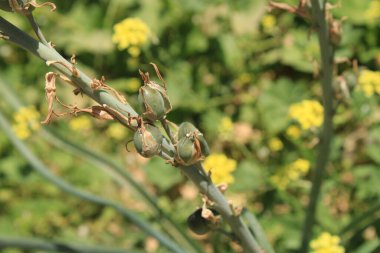 Kahverengi Bluebell, Dipcadi tardif, Jacinthe tardif, Uroptale tardif, Jacinto Leonado, Giacinto provenzale - Dipcadi serotinum - Kuşkonmaz, Kuşkonmaz