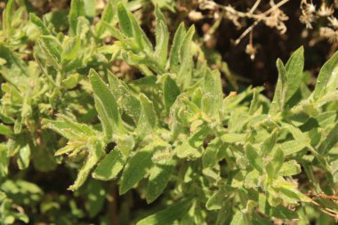 Woody Fleabane, False yellowhead, Yelow Fleabane, Dittrichie visqueuse, Inule visqueuse - Dittrichia viscosa - Asteraceae, Astraces