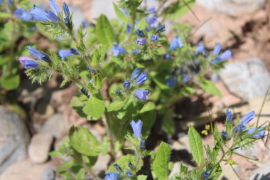 Soluk Bugloss, İtalyan Vipersbugloss, Küçük Çiçekli Bugloss, Viprine kalice inalıcı, Viprine petites fleurs - Echium parviflorum - Boraginaceae, Boraginaces