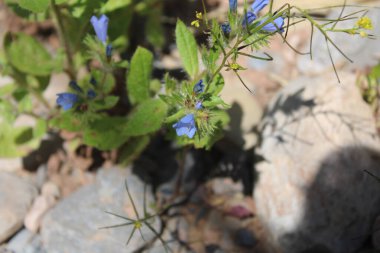 Soluk Bugloss, İtalyan Vipersbugloss, Küçük Çiçekli Bugloss, Viprine kalice inalıcı, Viprine petites fleurs - Echium parviflorum - Boraginaceae, Boraginaces