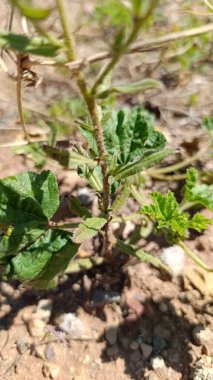 Sand Viper 'ın Parlatıcısı, Beach Bugloss, Beach Echium, Viprine marine, Viprine des samur - Echium sabulicola - Boraginaceae, Boraginaces