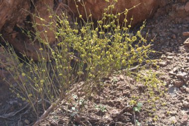 Beyaz Atkuyruğu, fildişi kuyruğu, Alenda - Ephedra alata - Ephedraceae, phdraces