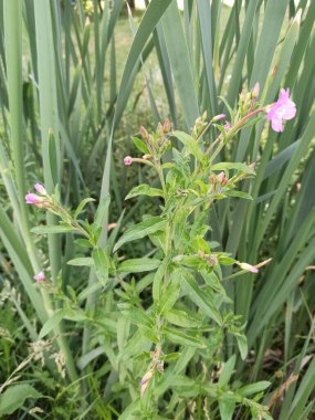 Büyük Kıllı Söğüt otu, pilobe grandes fleurs, pilobe hirsute - Epilobium hirsutum - Onagraces, Onagraceae