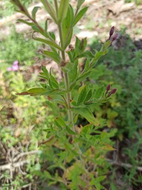 Büyük Kıllı Söğüt otu, pilobe grandes fleurs, pilobe hirsute - Epilobium hirsutum - Onagraces, Onagraceae