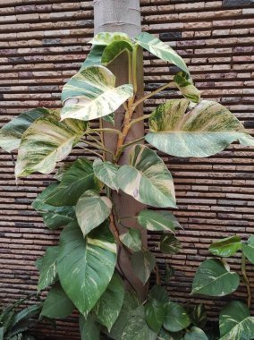 Çıyan, Mermer Kraliçe Pothos, Pothos dor, Polypode austral, Pothos Happy Leaf, Jibia verde, Filodendro white, Bejuco de agua - Epipremnum pinnatum - Araceae