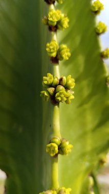 Euphorbe candlabre, Cactus spurge - Euphorbia ingens - Euphorbiaces, Euphorbiaceae